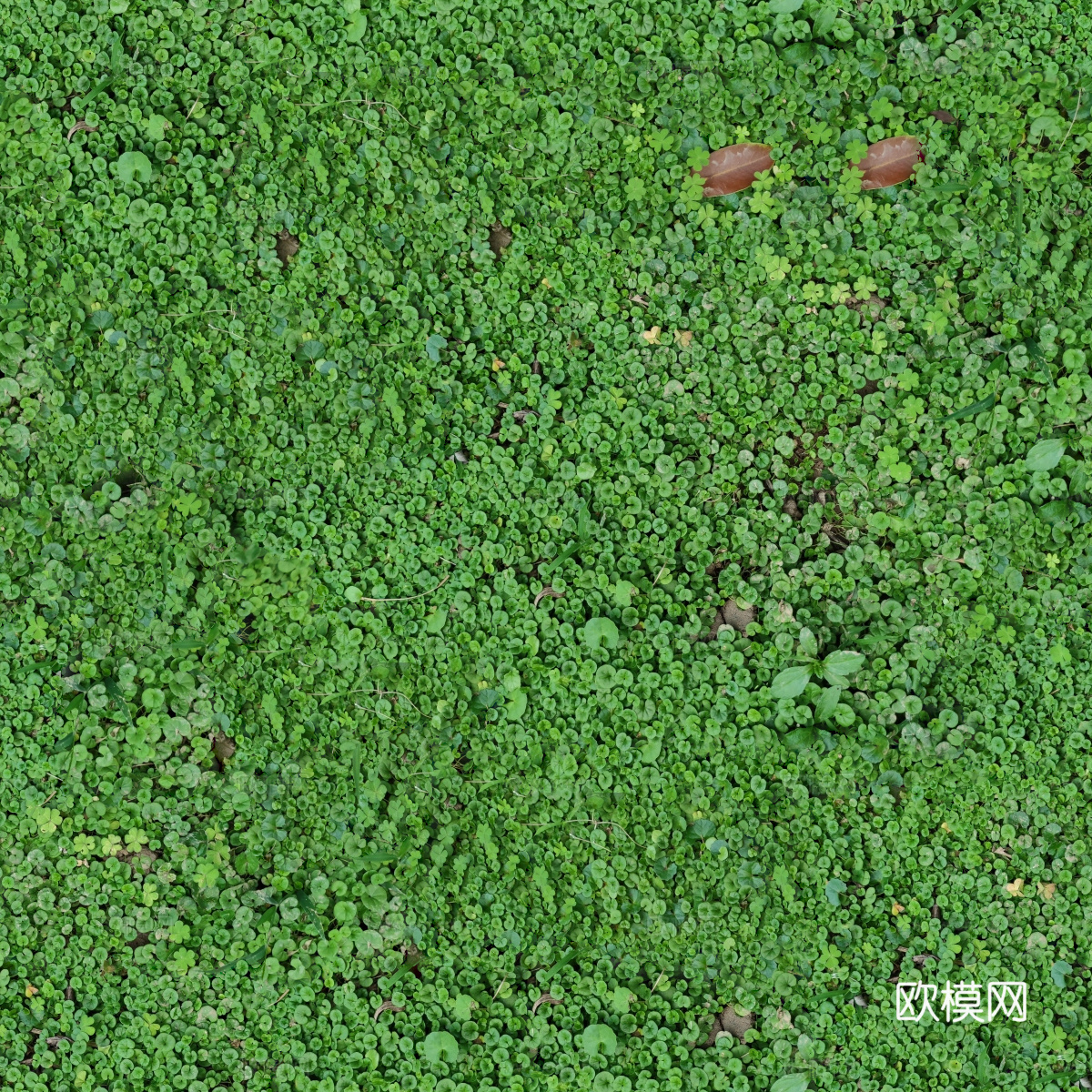 地衣地被苔藓植物22