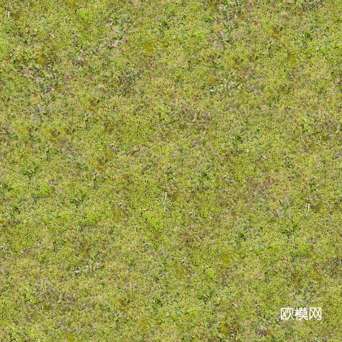 地衣地被苔藓植物27