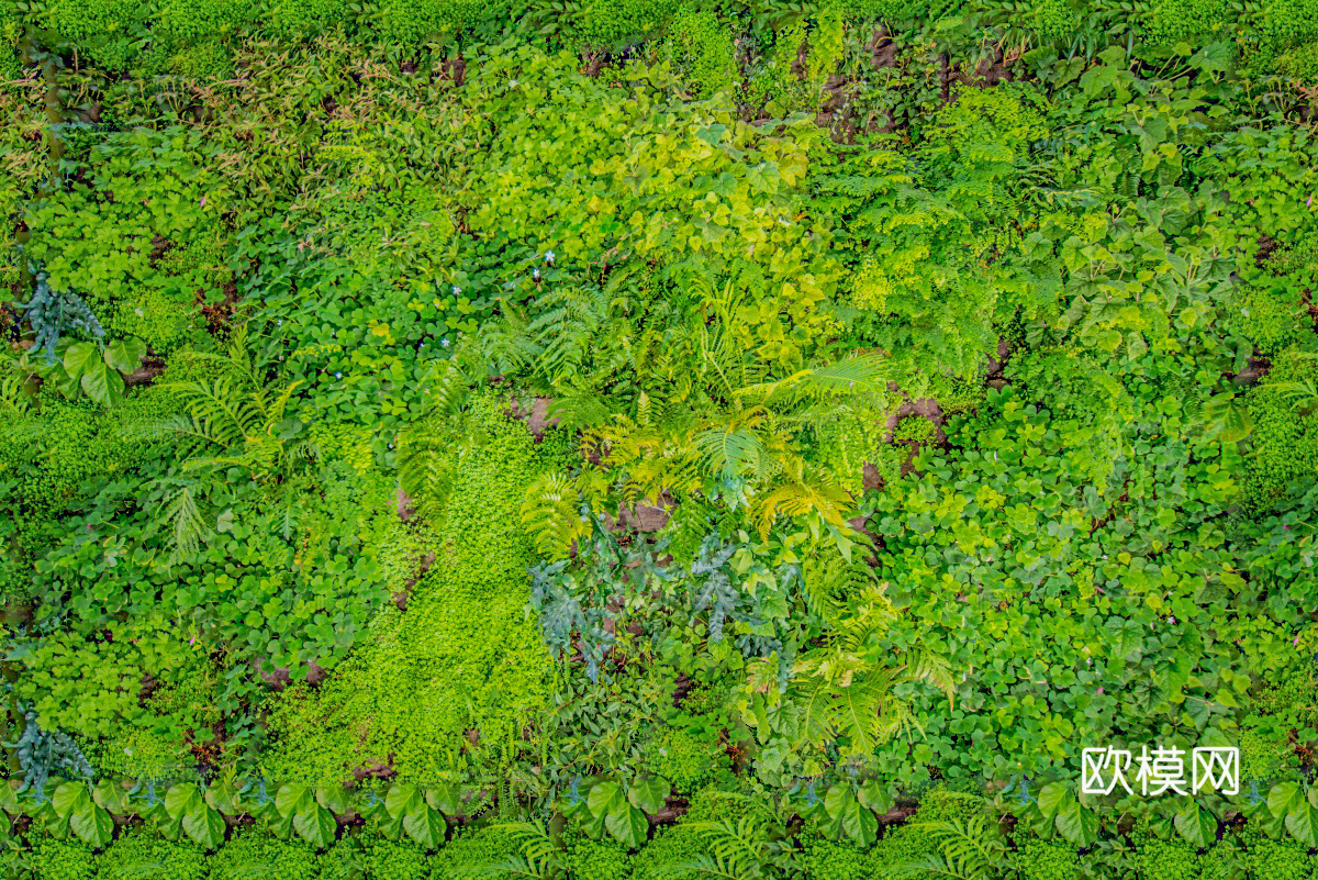 垂直绿植墙，生态绿植墙绿化墙12