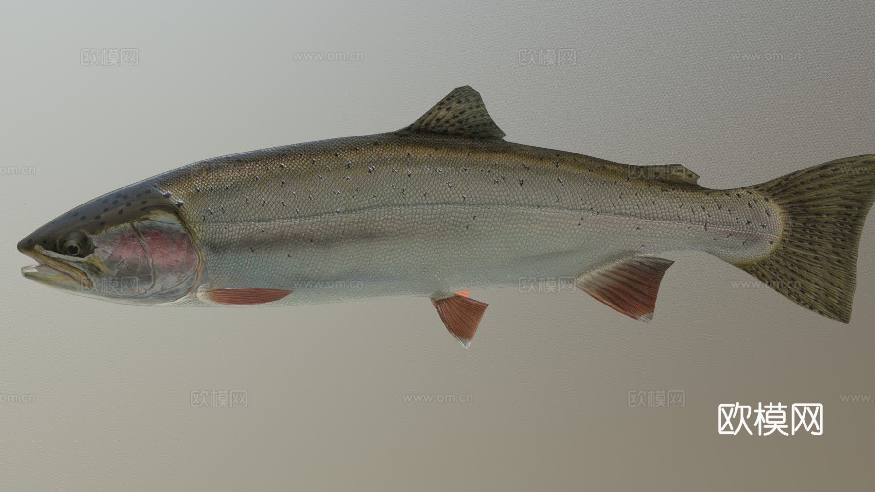 鳟鱼3d模型下载（渲染图1）