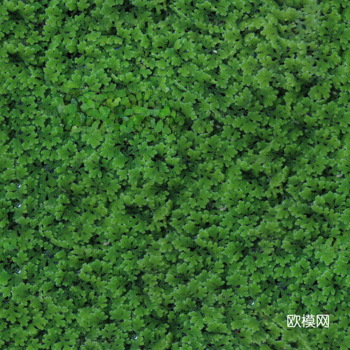 地衣地被苔藓植物4