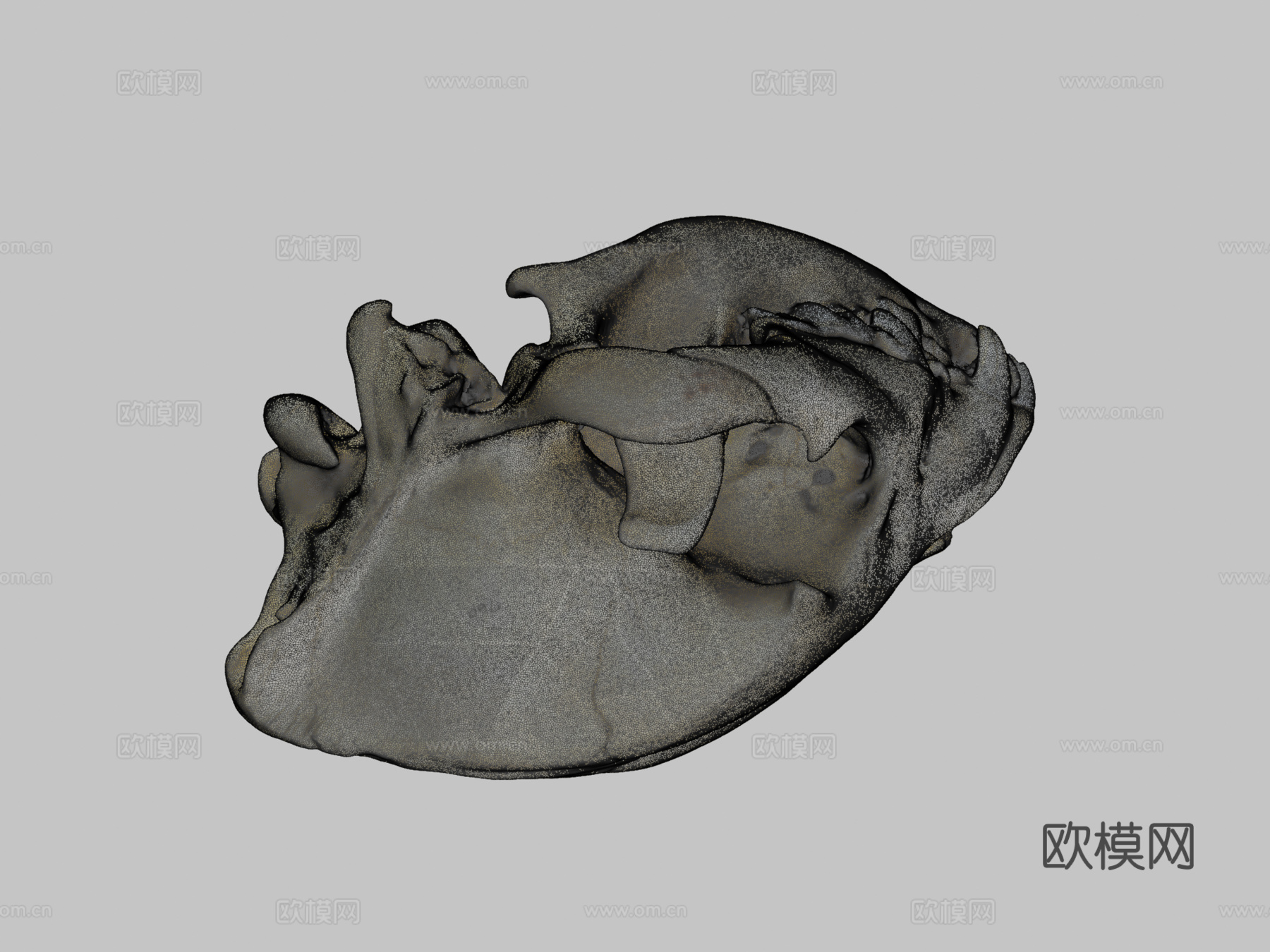 UWYMVMamm5840斑鬣狗头骨3d模型下载（渲染图2）