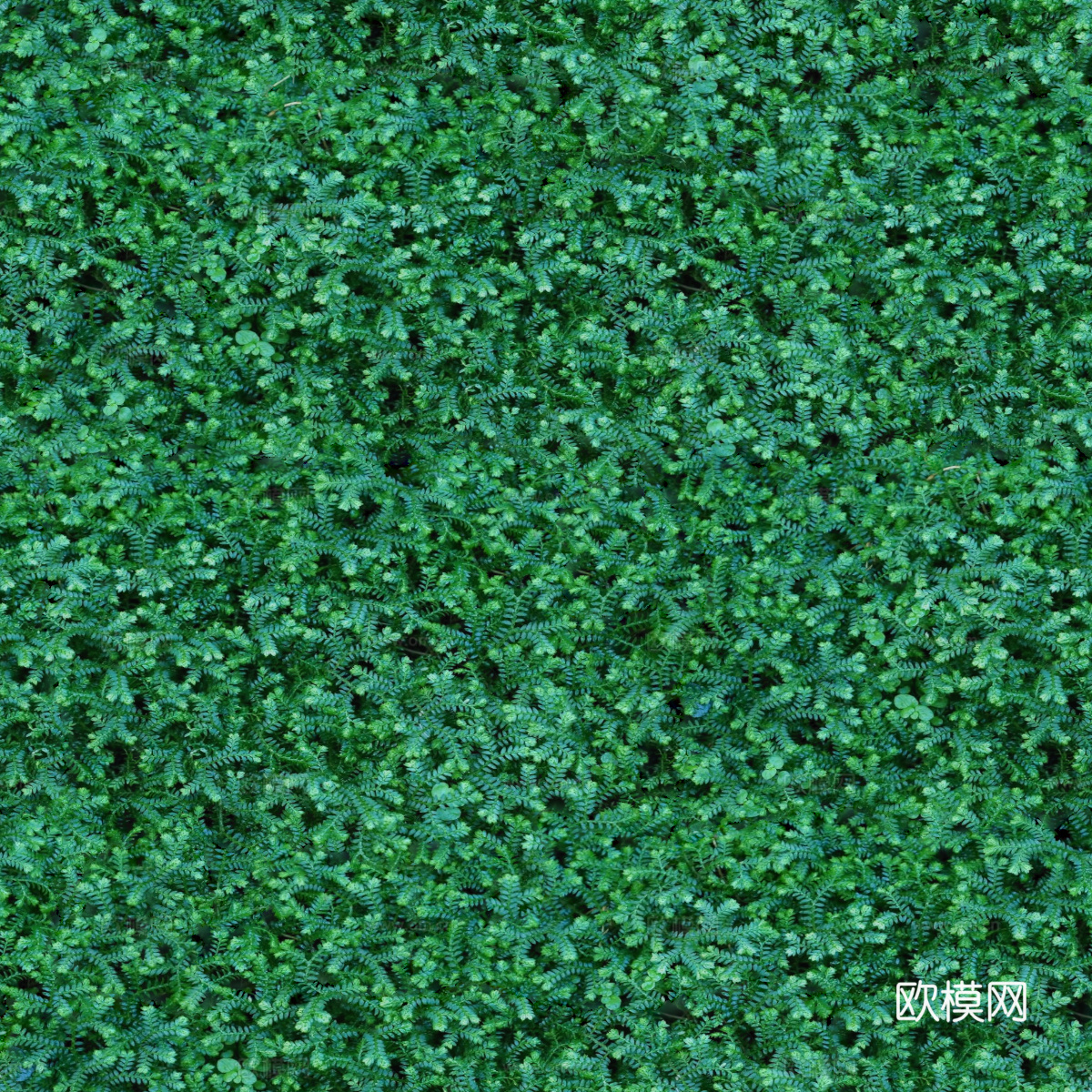 地衣，杂草，野草地38