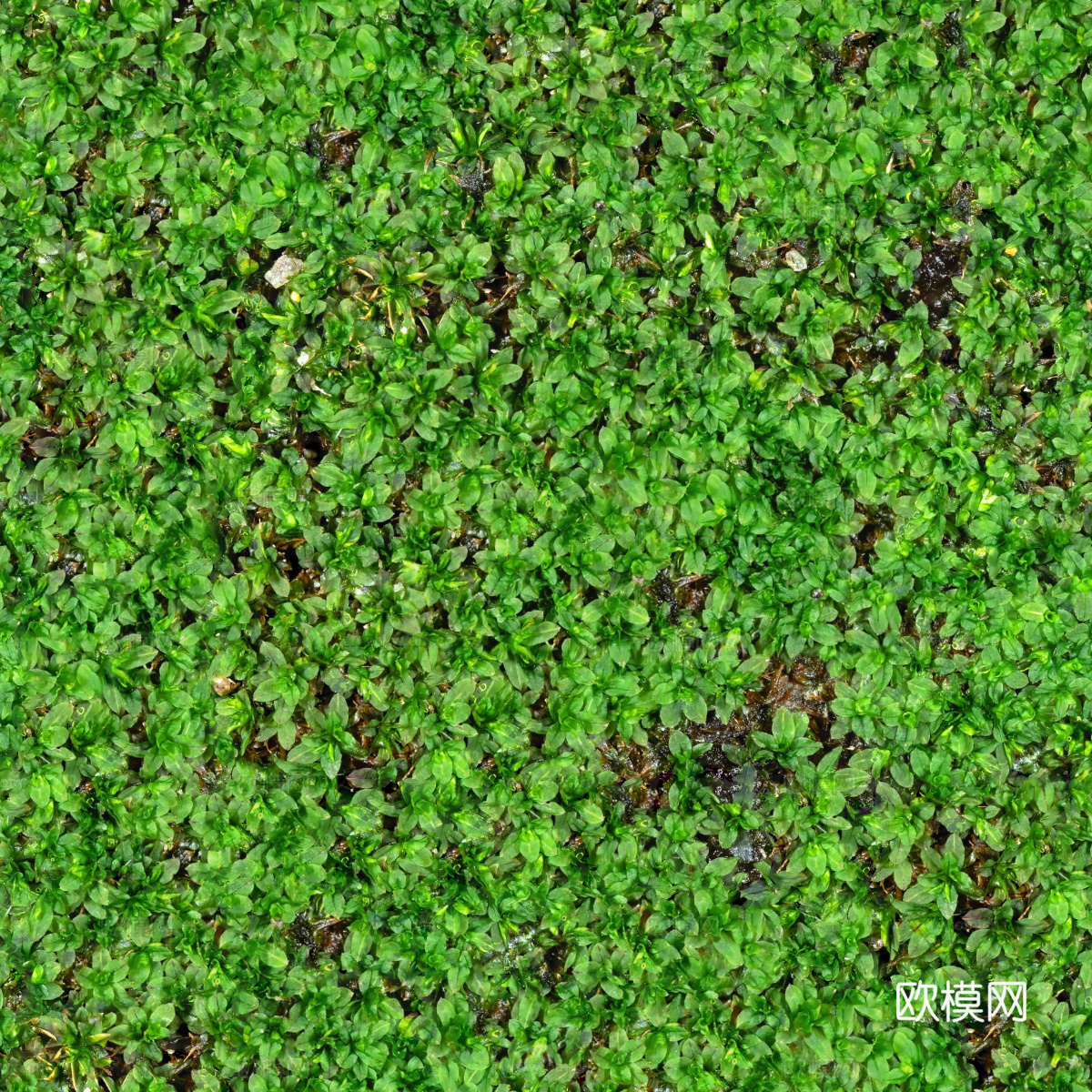 地衣，杂草，野草地17