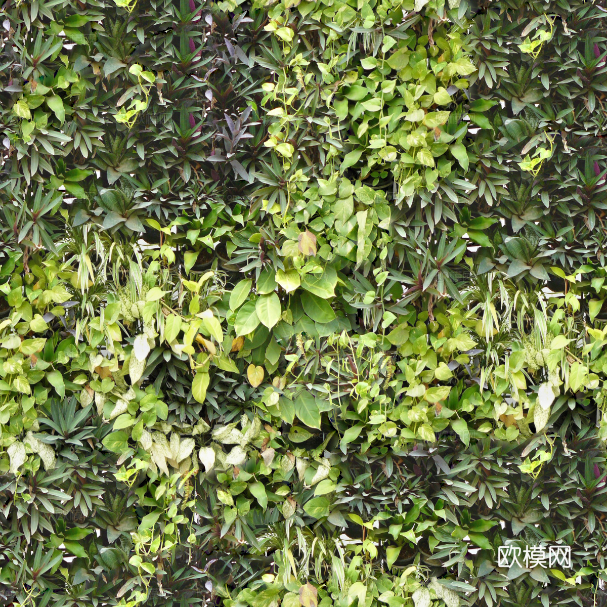 垂直绿植墙，生态绿植墙绿化墙123下载