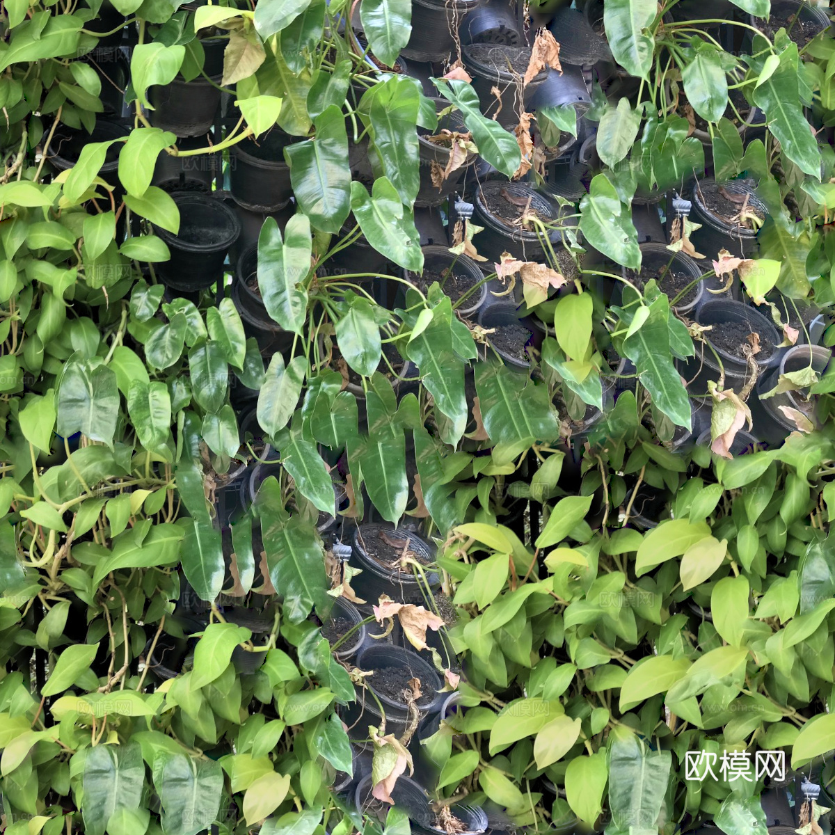 垂直绿植墙，生态绿植墙绿化墙157