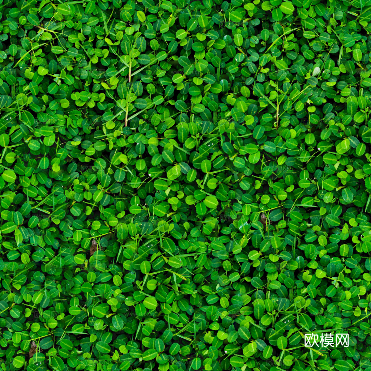 地衣，杂草，野草地34