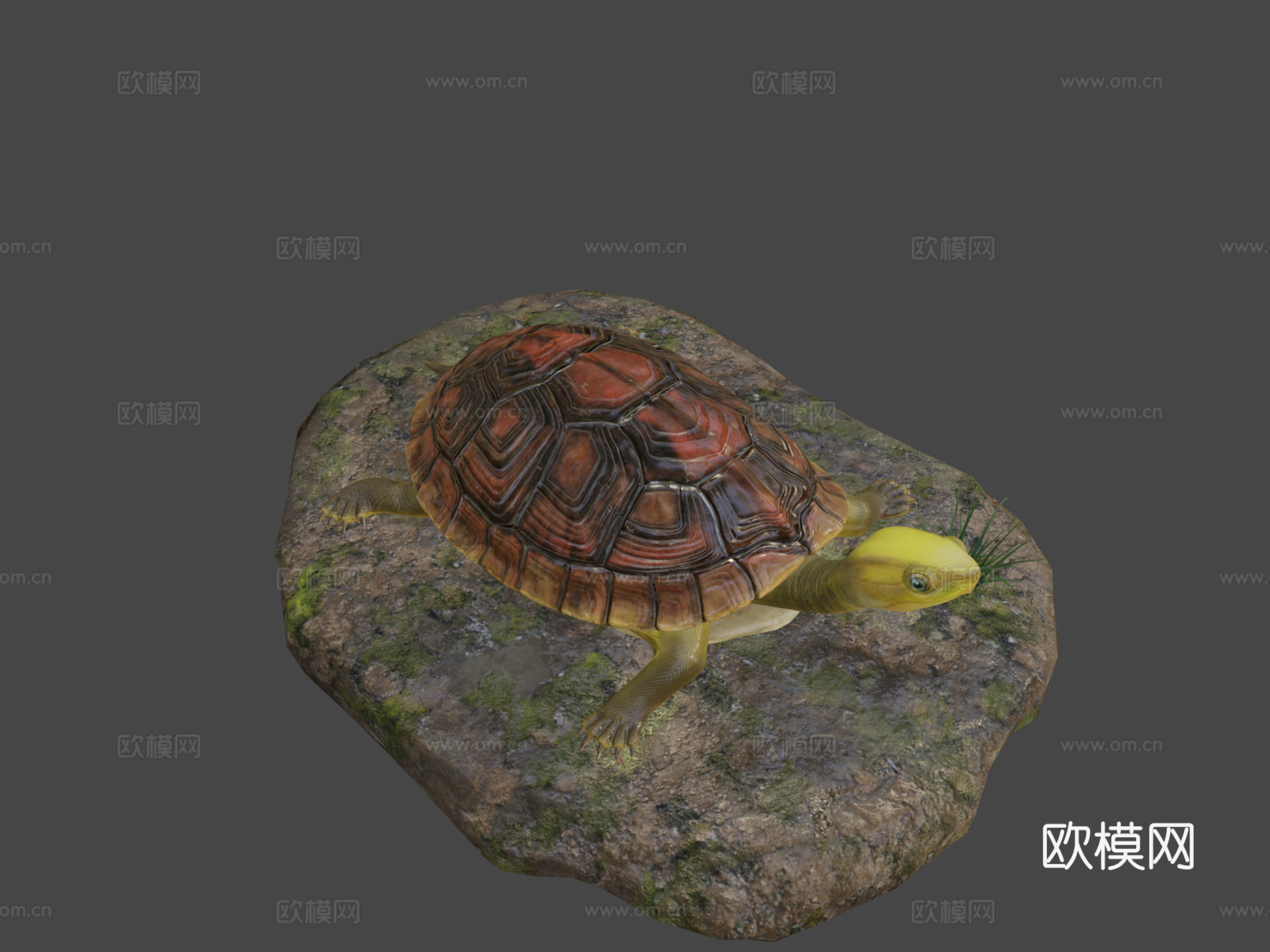 陆龟3d模型下载（渲染图8）