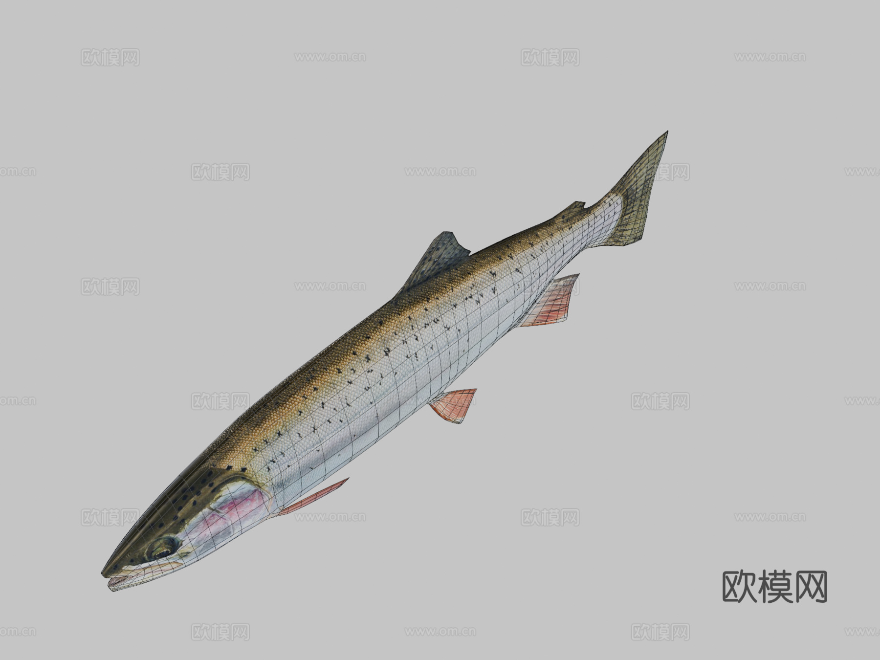 鳟鱼3d模型下载（渲染图2）