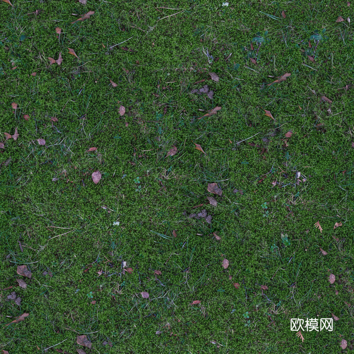 地衣，杂草，野草地3下载