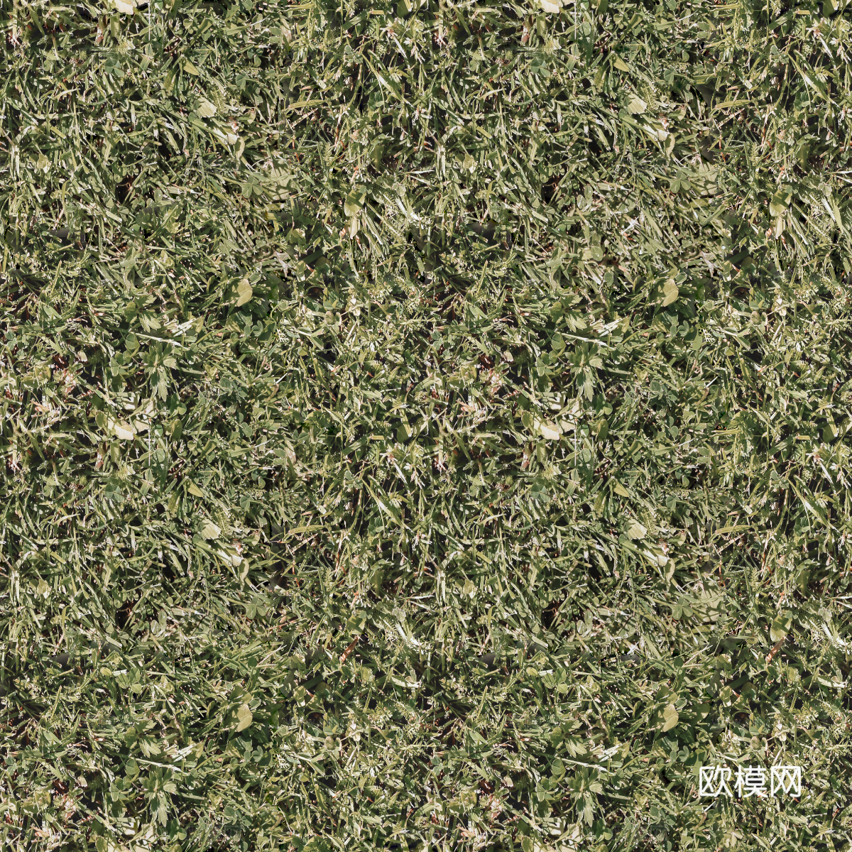 地衣，杂草，野草地55