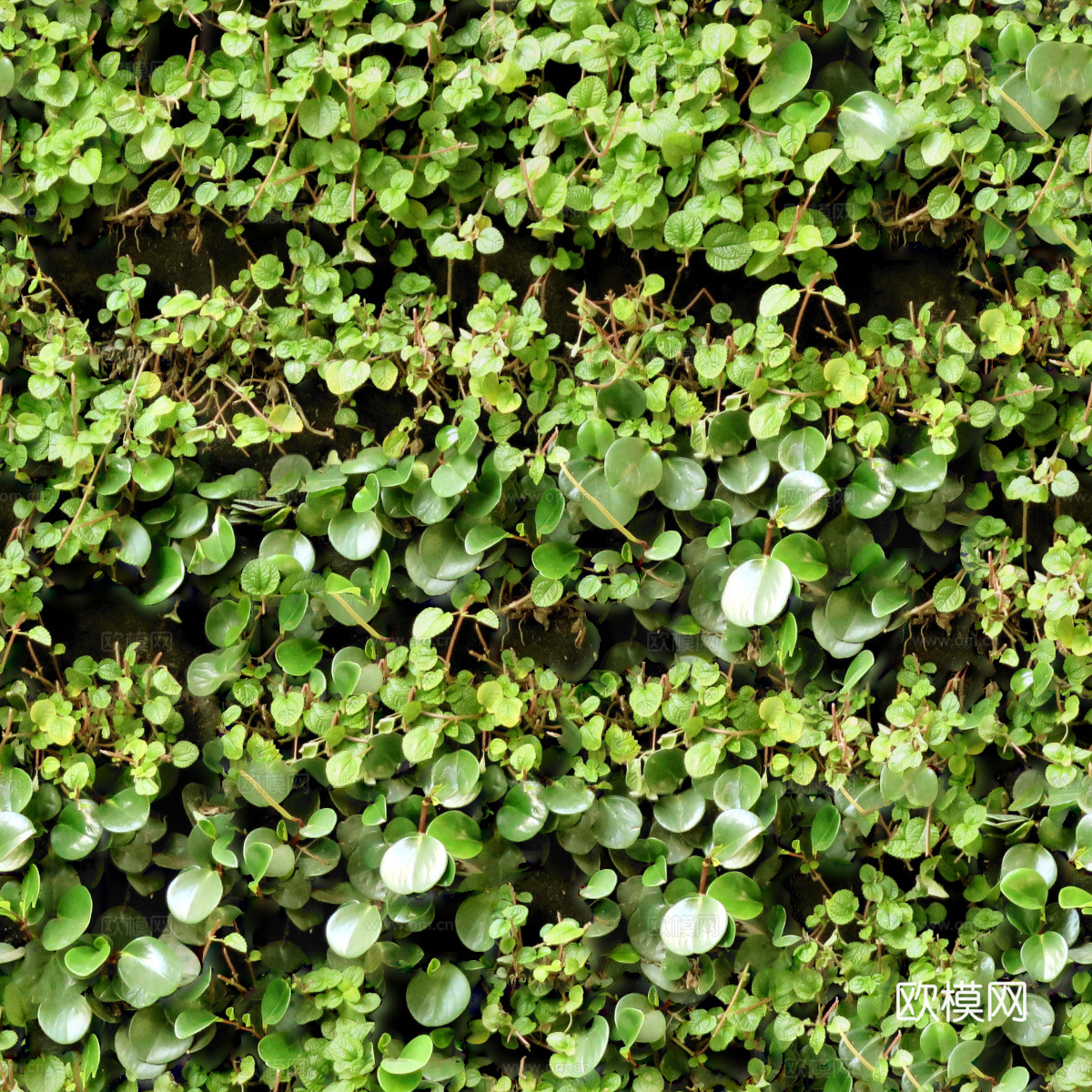 垂直绿植墙，生态绿植墙绿化墙62下载