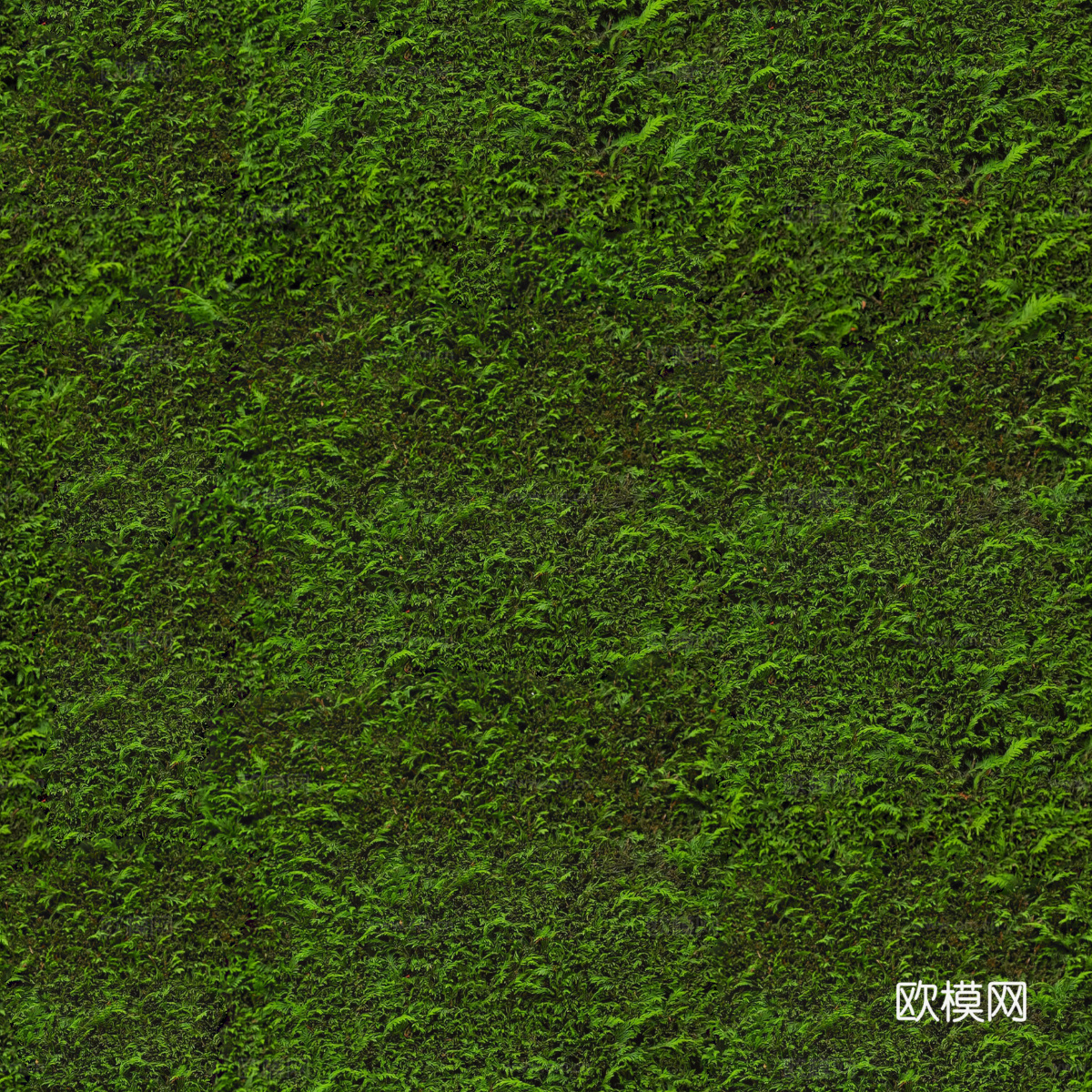 地衣，杂草，野草地56