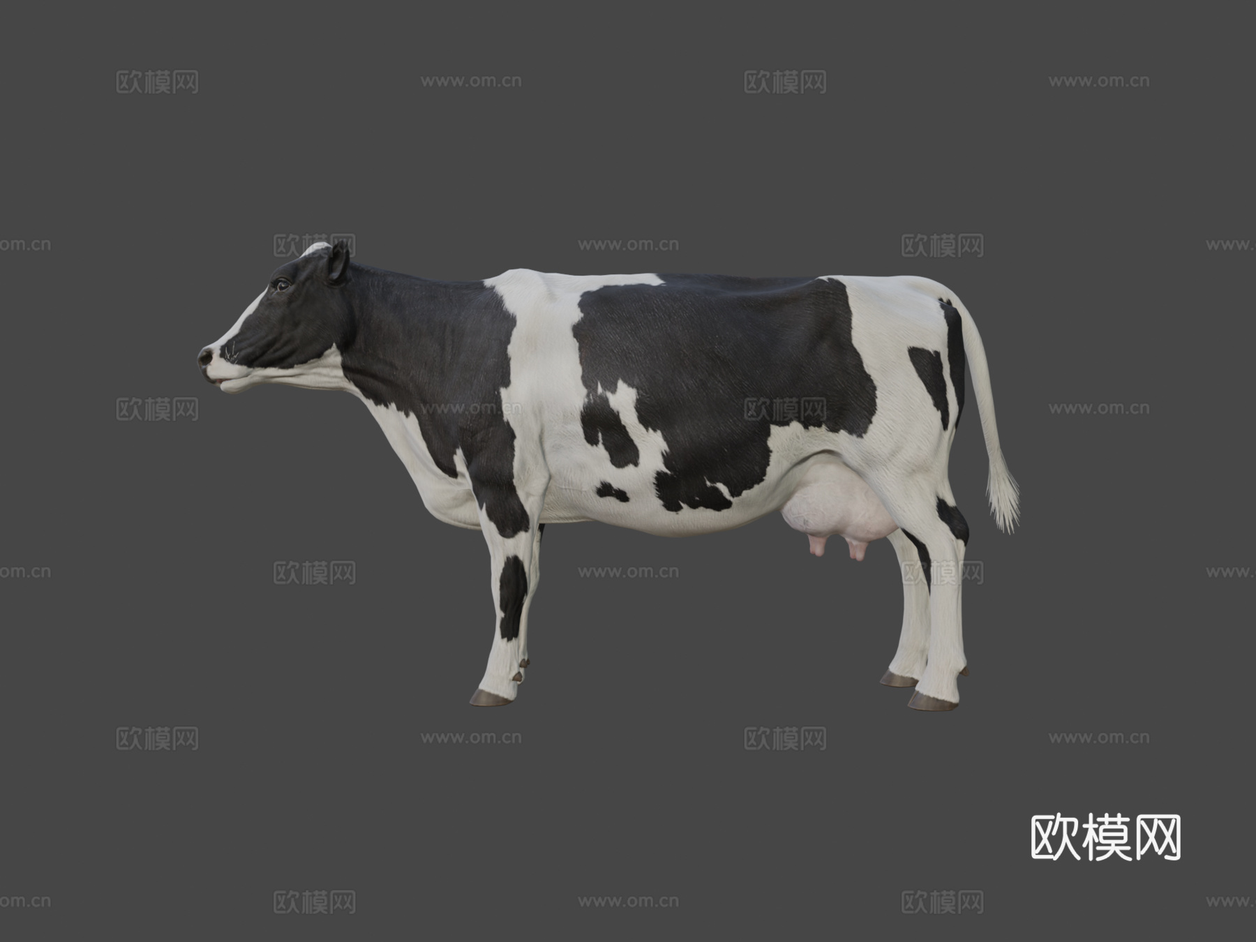 奶牛美丽动物nyilonelycompanytheappgo3d模型下载（渲染图8）