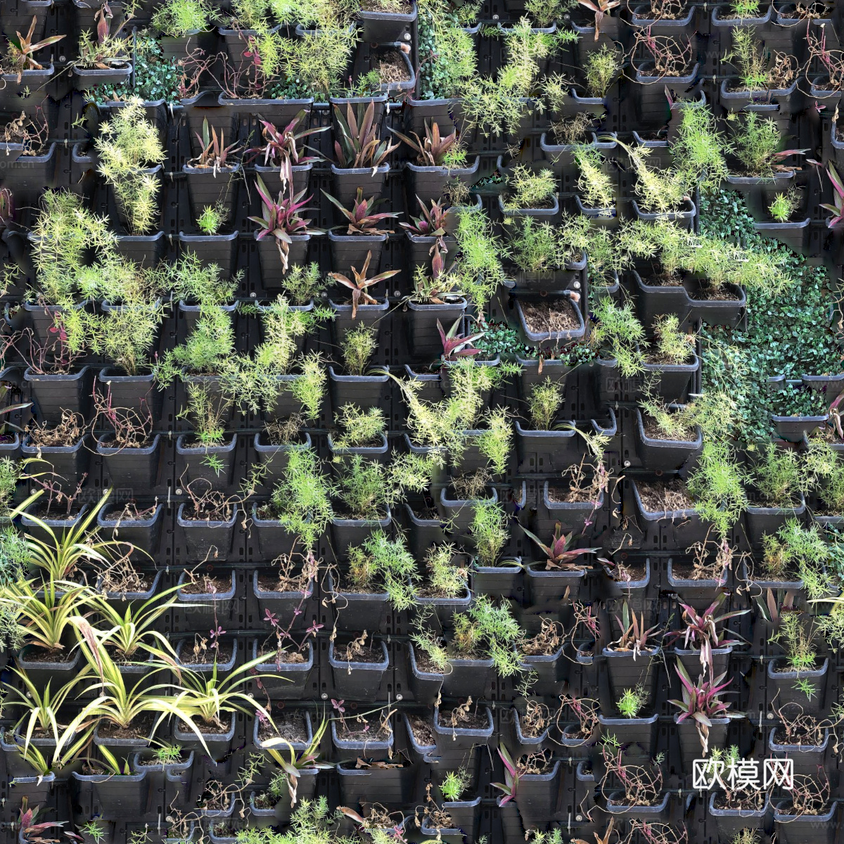 垂直绿植墙，生态绿植墙绿化墙159