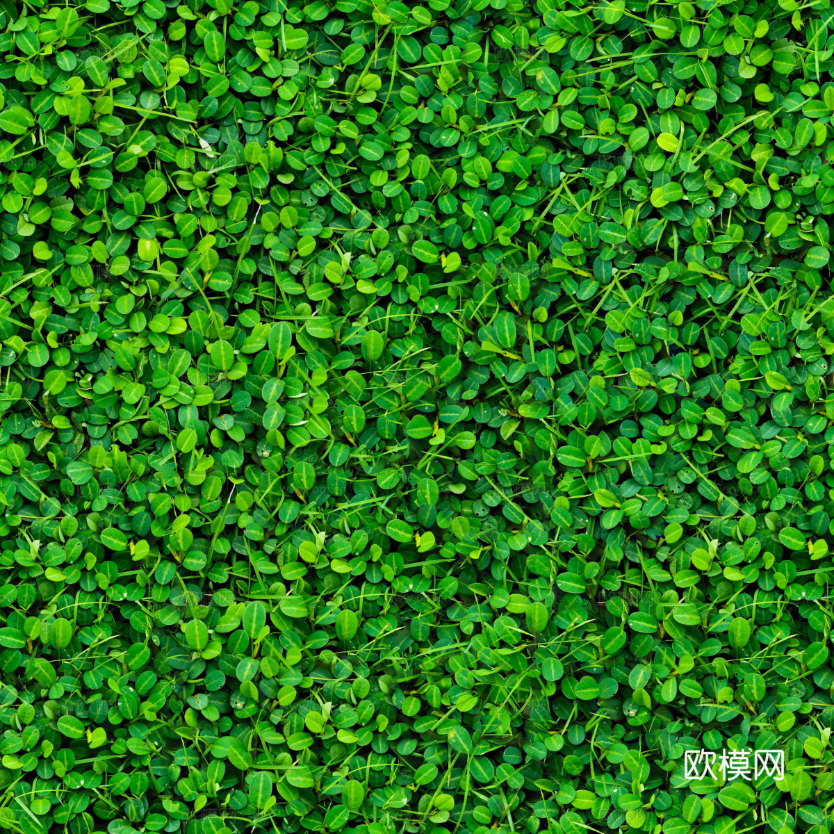 地衣，杂草，野草地35下载