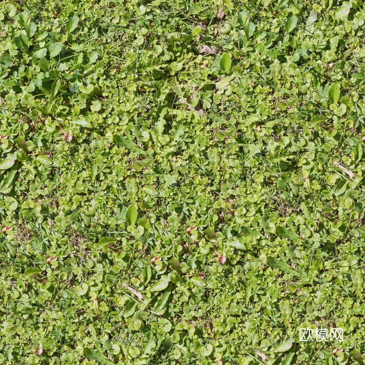 地衣，杂草，野草地32