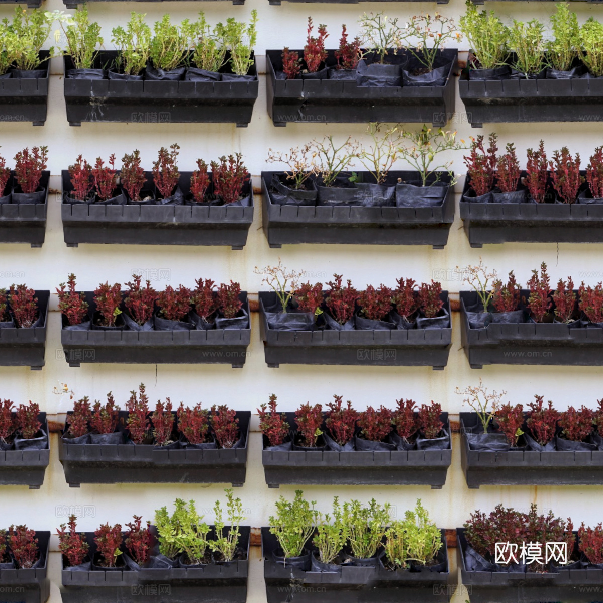 垂直绿植墙，生态绿植墙绿化墙240下载