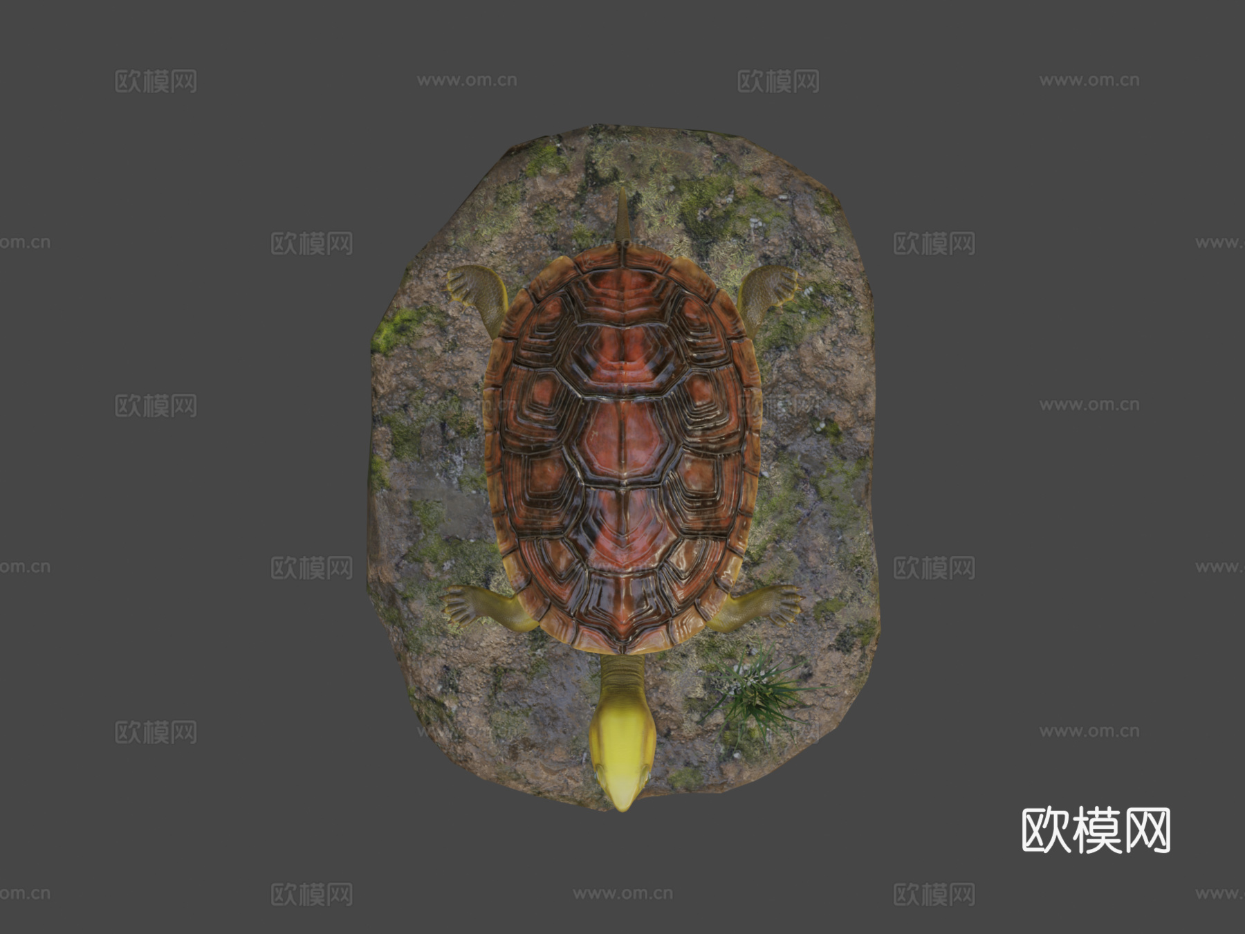 陆龟3d模型下载（渲染图7）