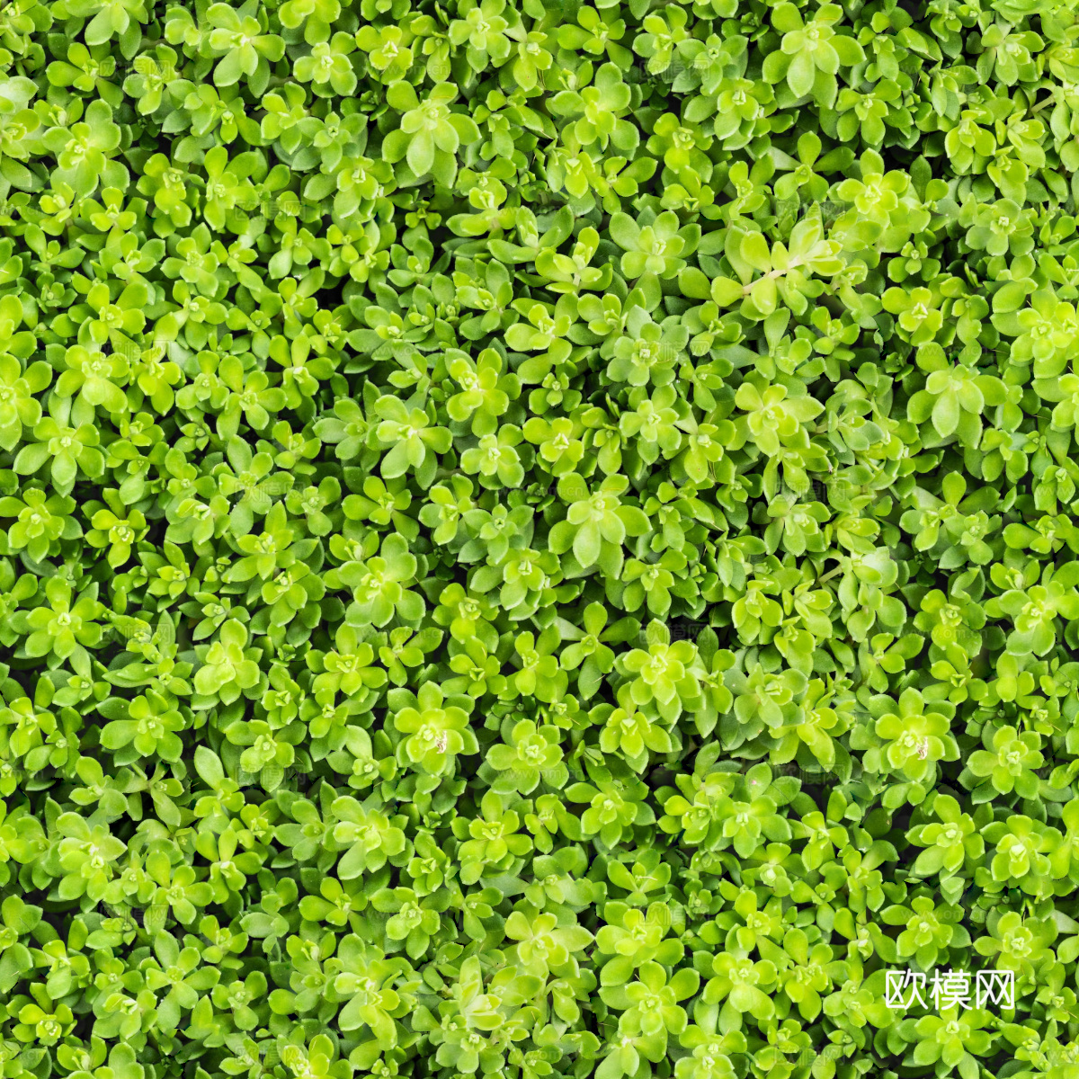 地衣，杂草，野草地26