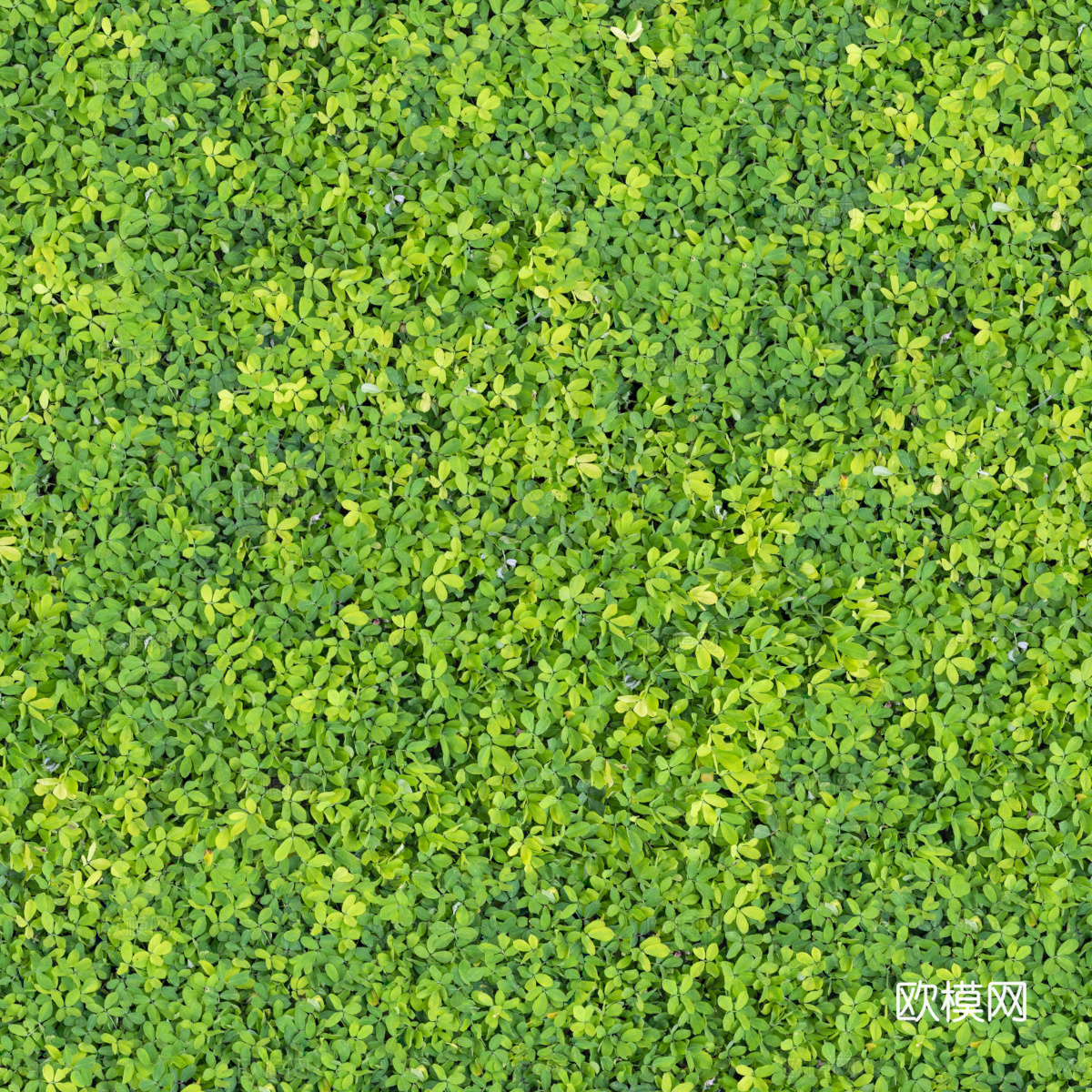 地衣，杂草，野草地47