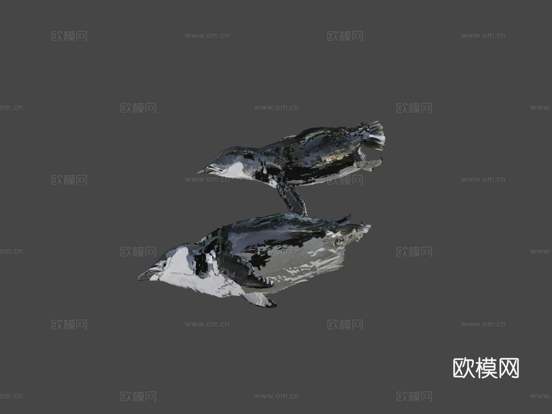 南极企鹅水下3d模型下载（渲染图6）