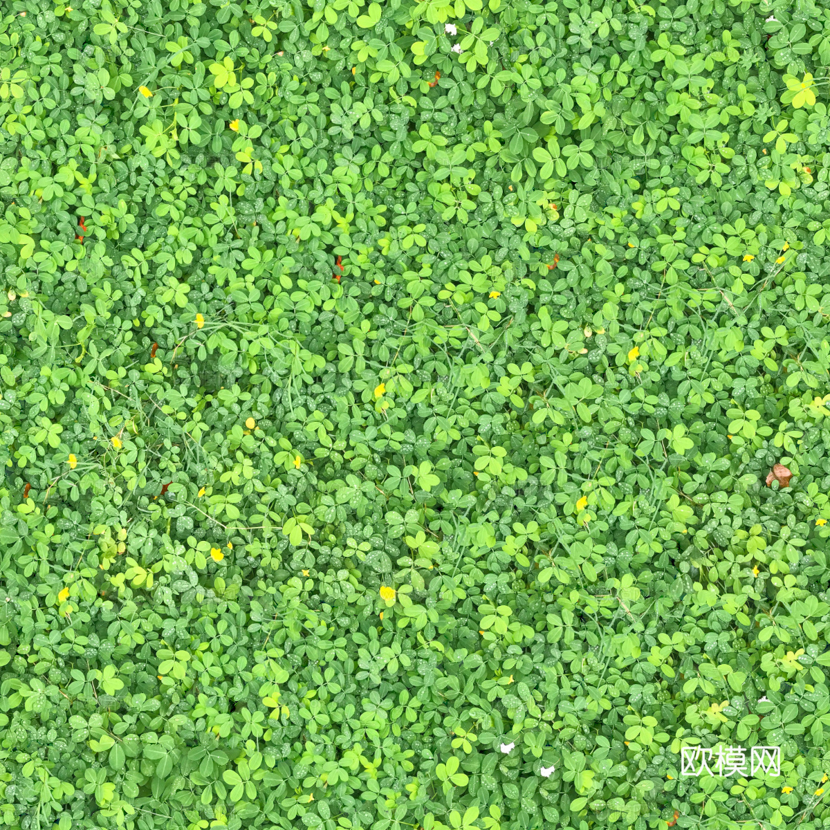 地衣，杂草，野草地46