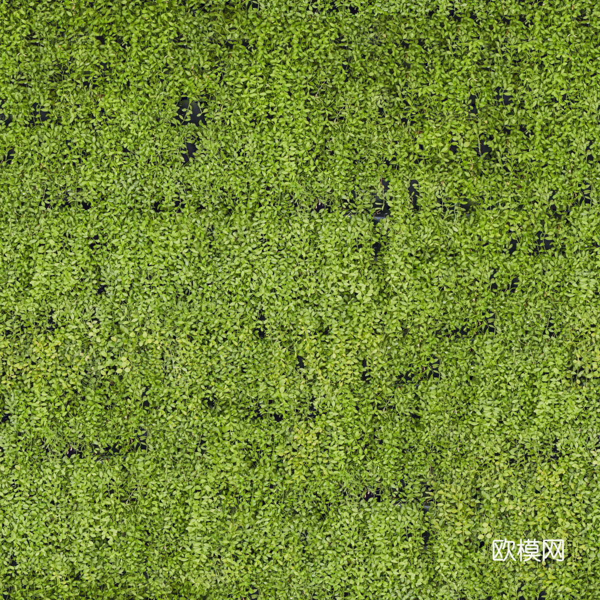 垂直绿植墙，生态绿植墙绿化墙150