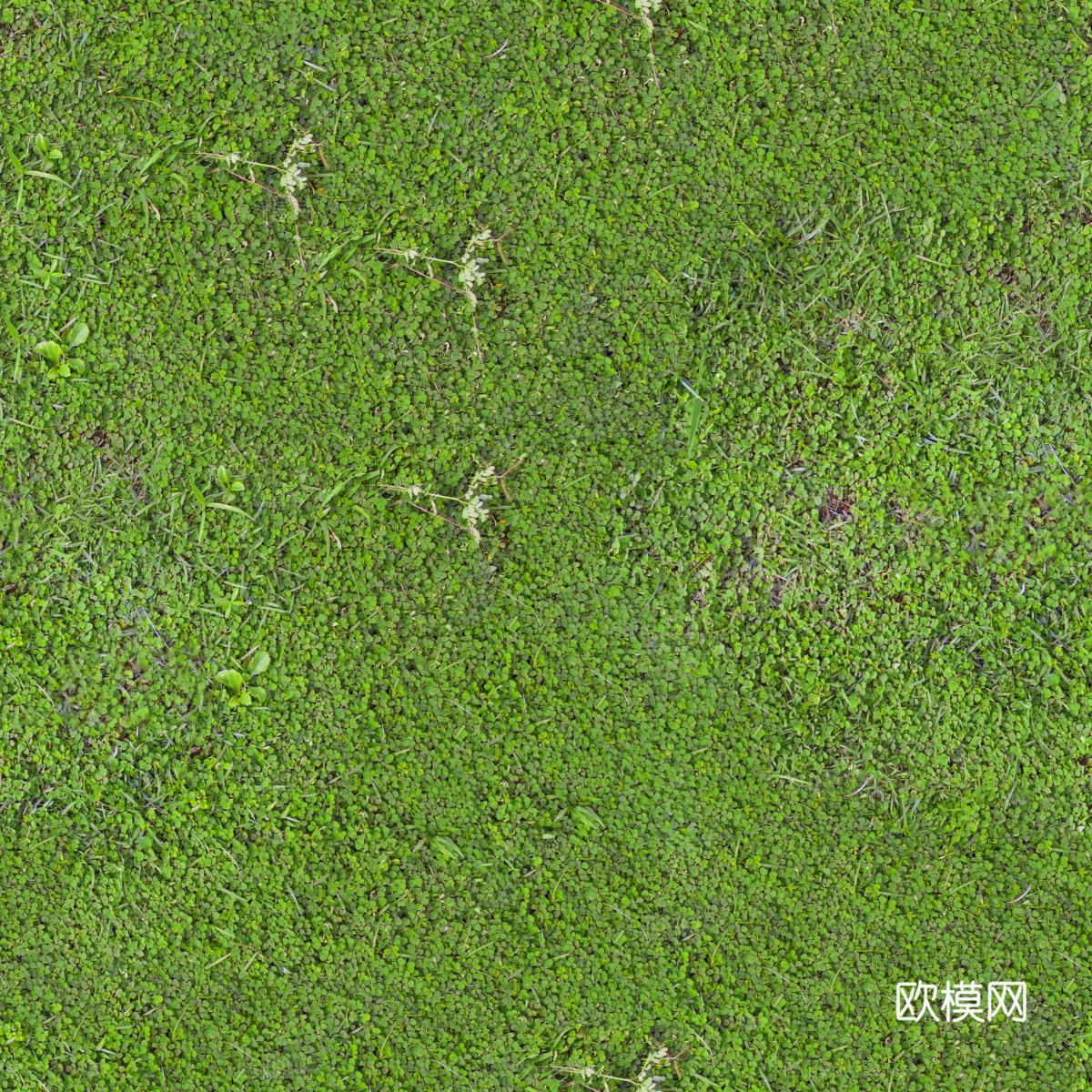 地衣，杂草，野草地31