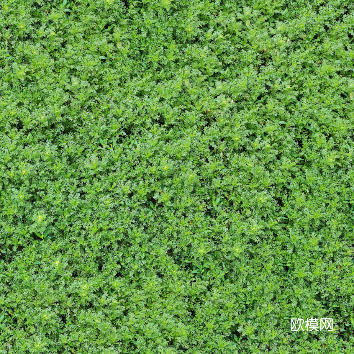 地衣，杂草，野草地42