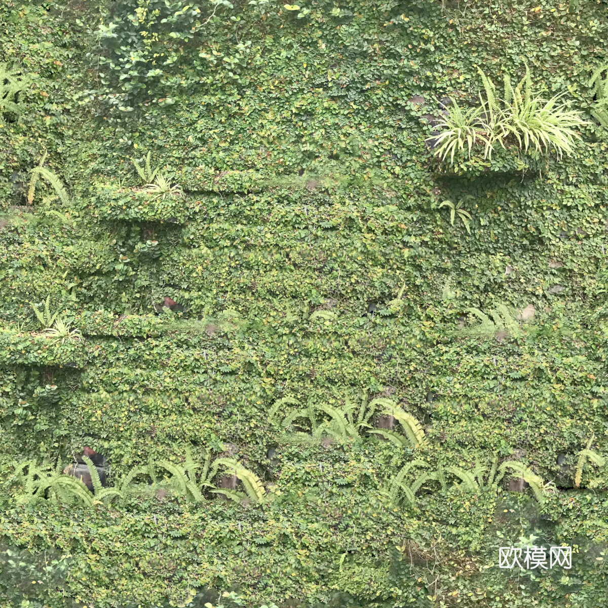 垂直绿植墙，生态绿植墙绿化墙247下载