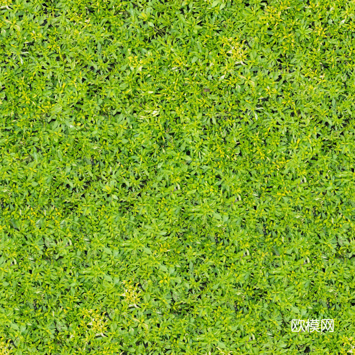 地衣，杂草，野草地27