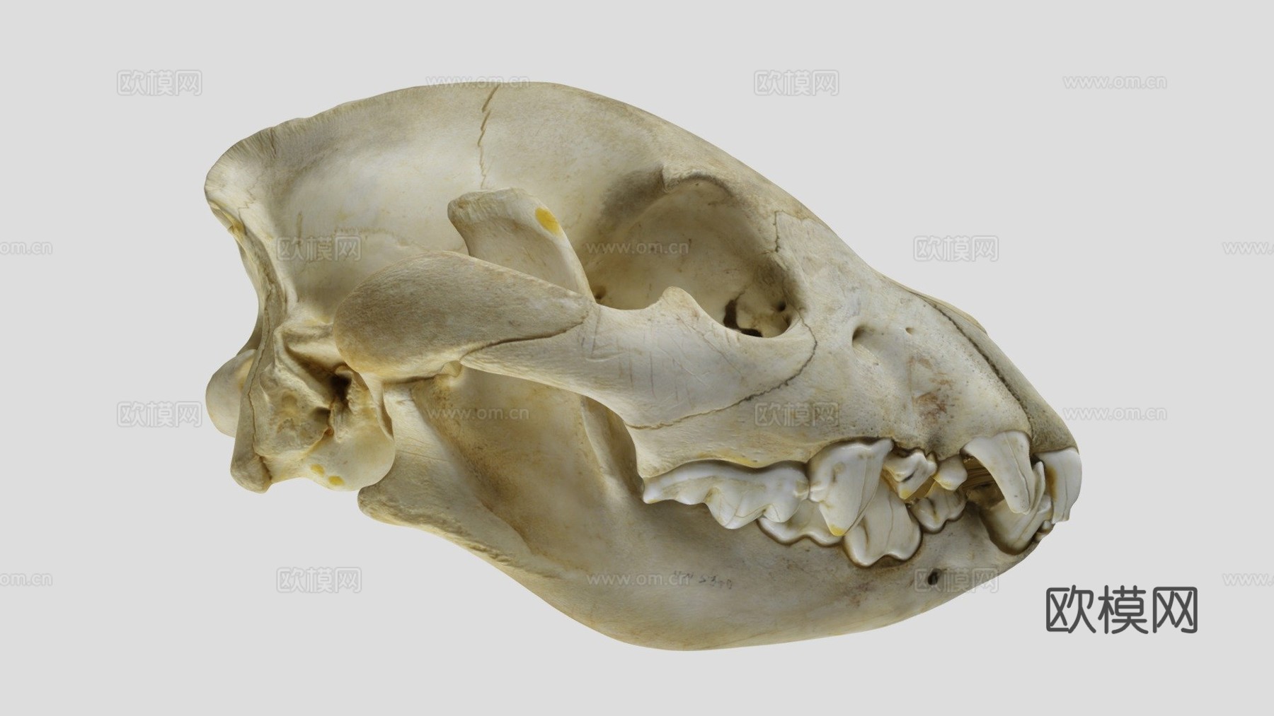 UWYMVMamm5840斑鬣狗头骨3d模型下载（渲染图1）