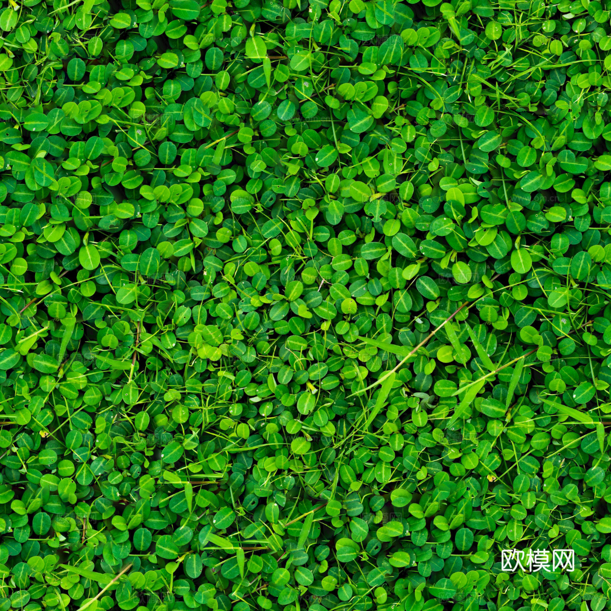 地衣，杂草，野草地36