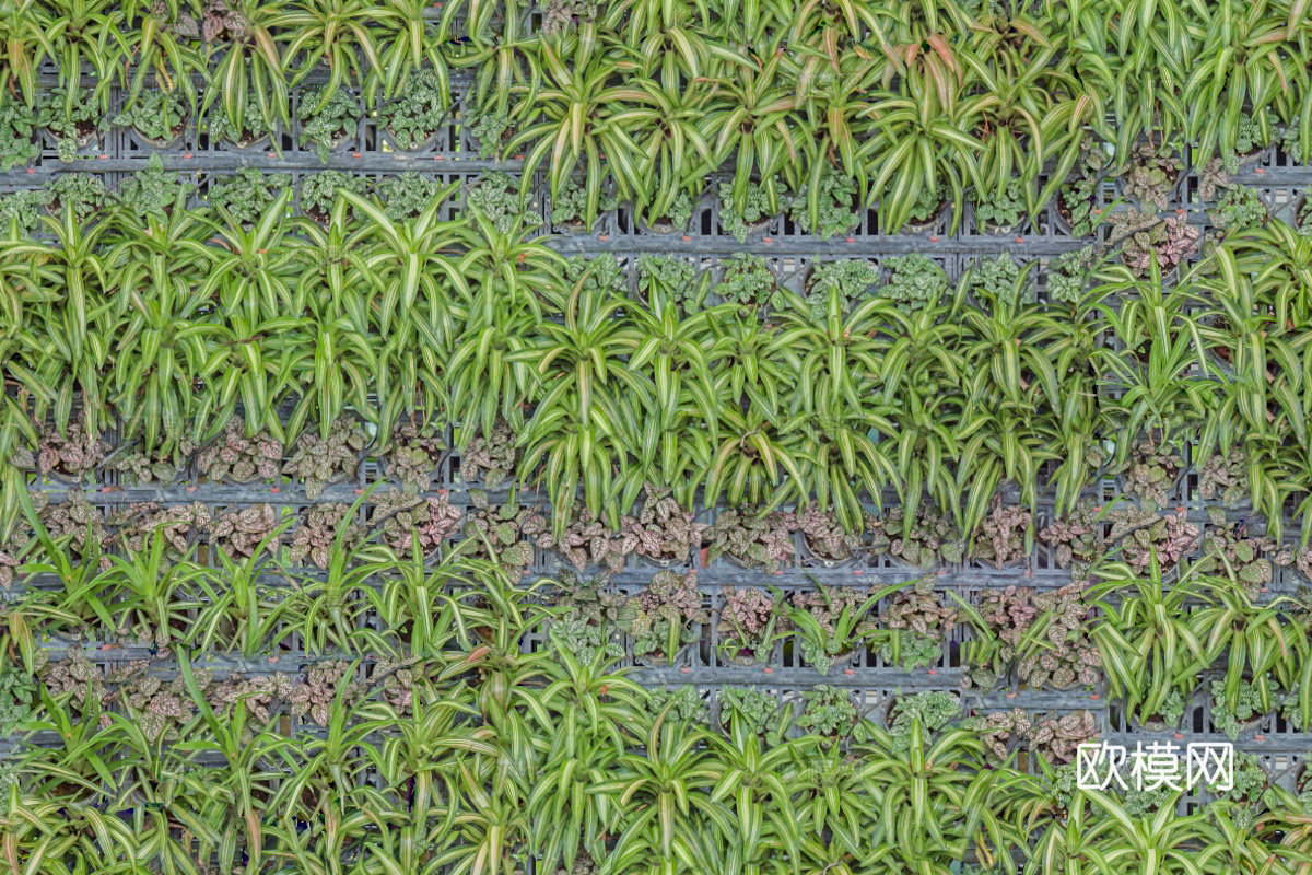 垂直绿植墙，生态绿植墙绿化墙51下载