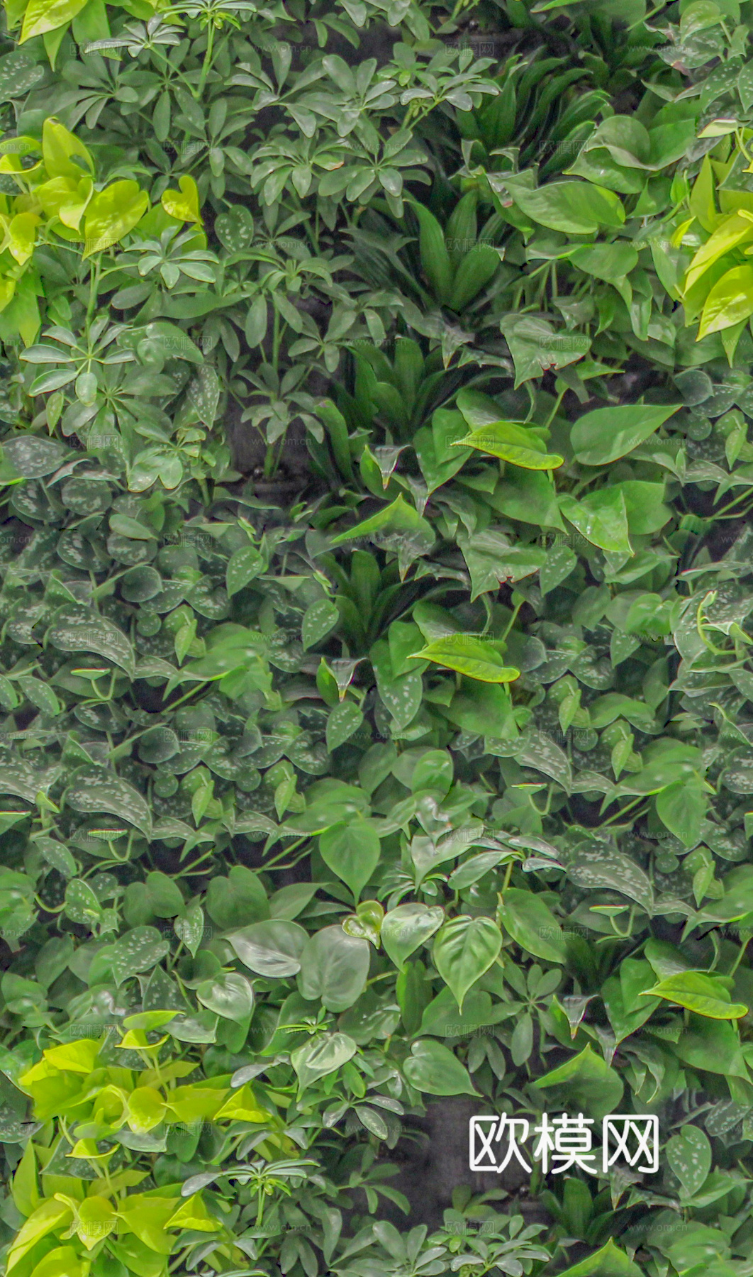 垂直绿植墙，生态绿植墙绿化墙23下载