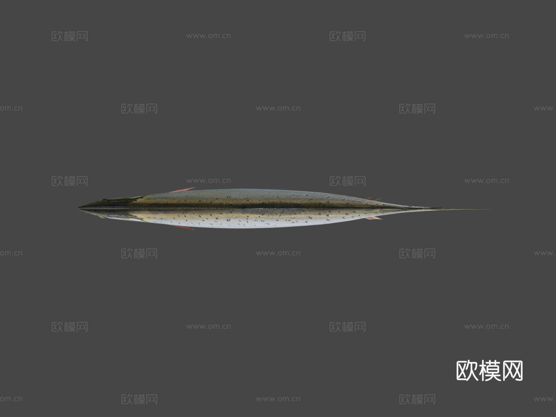 鳟鱼3d模型下载（渲染图6）