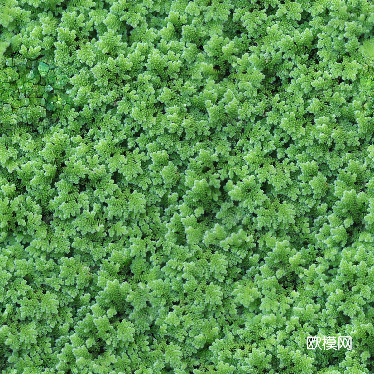 地衣地被苔藓植物2