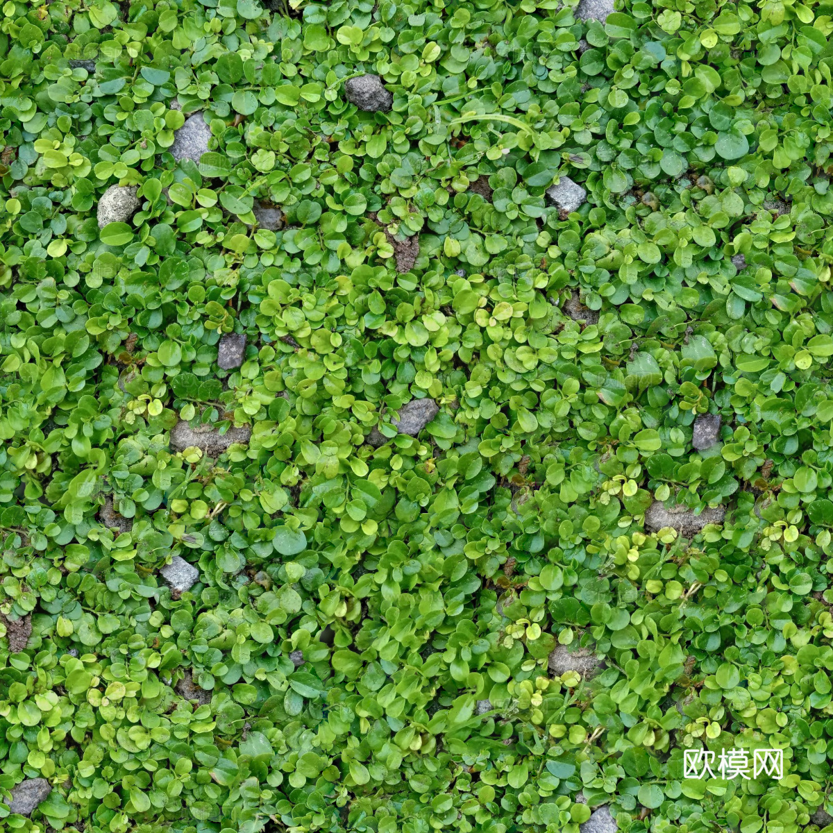 地衣，杂草，野草地39