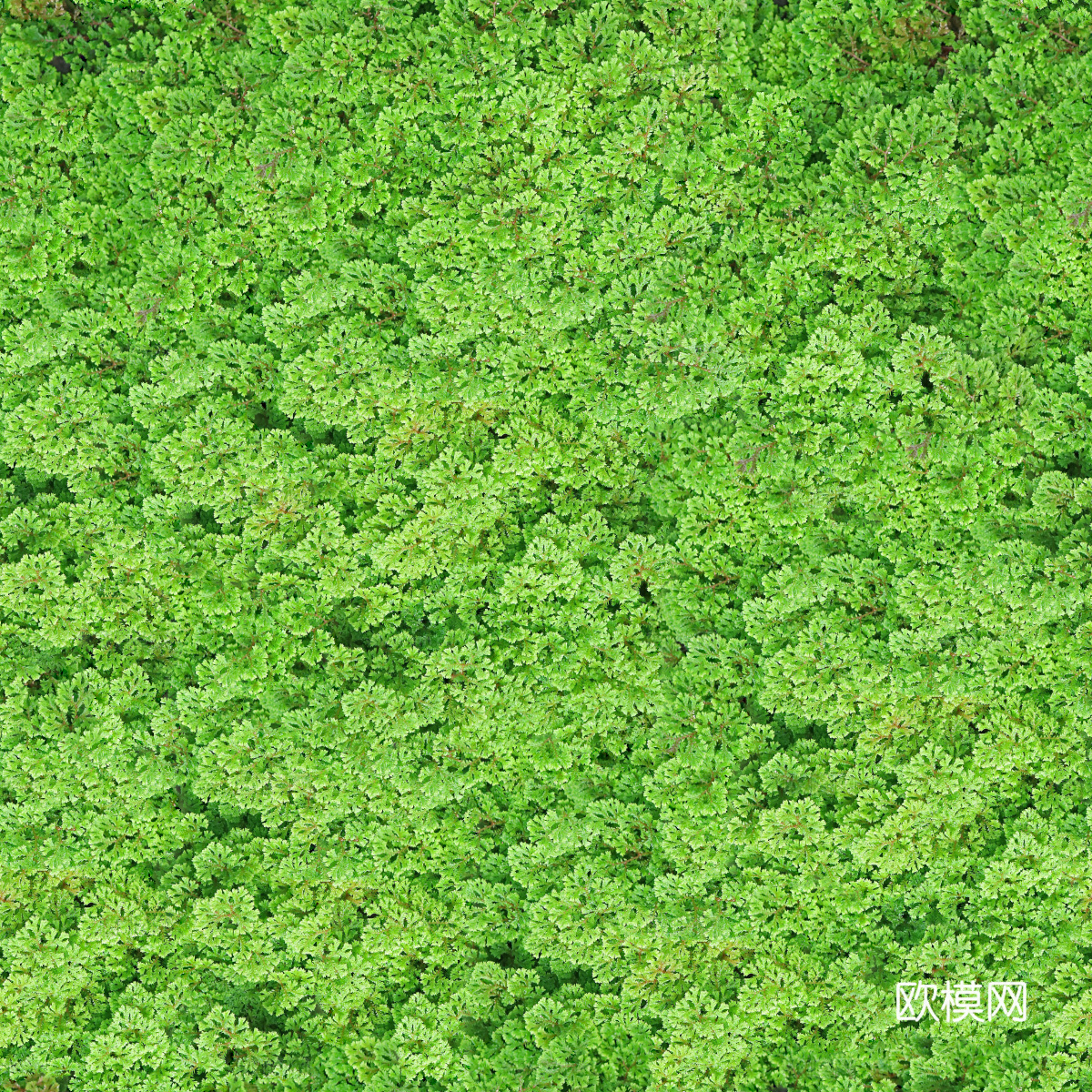 地衣地被苔藓植物5