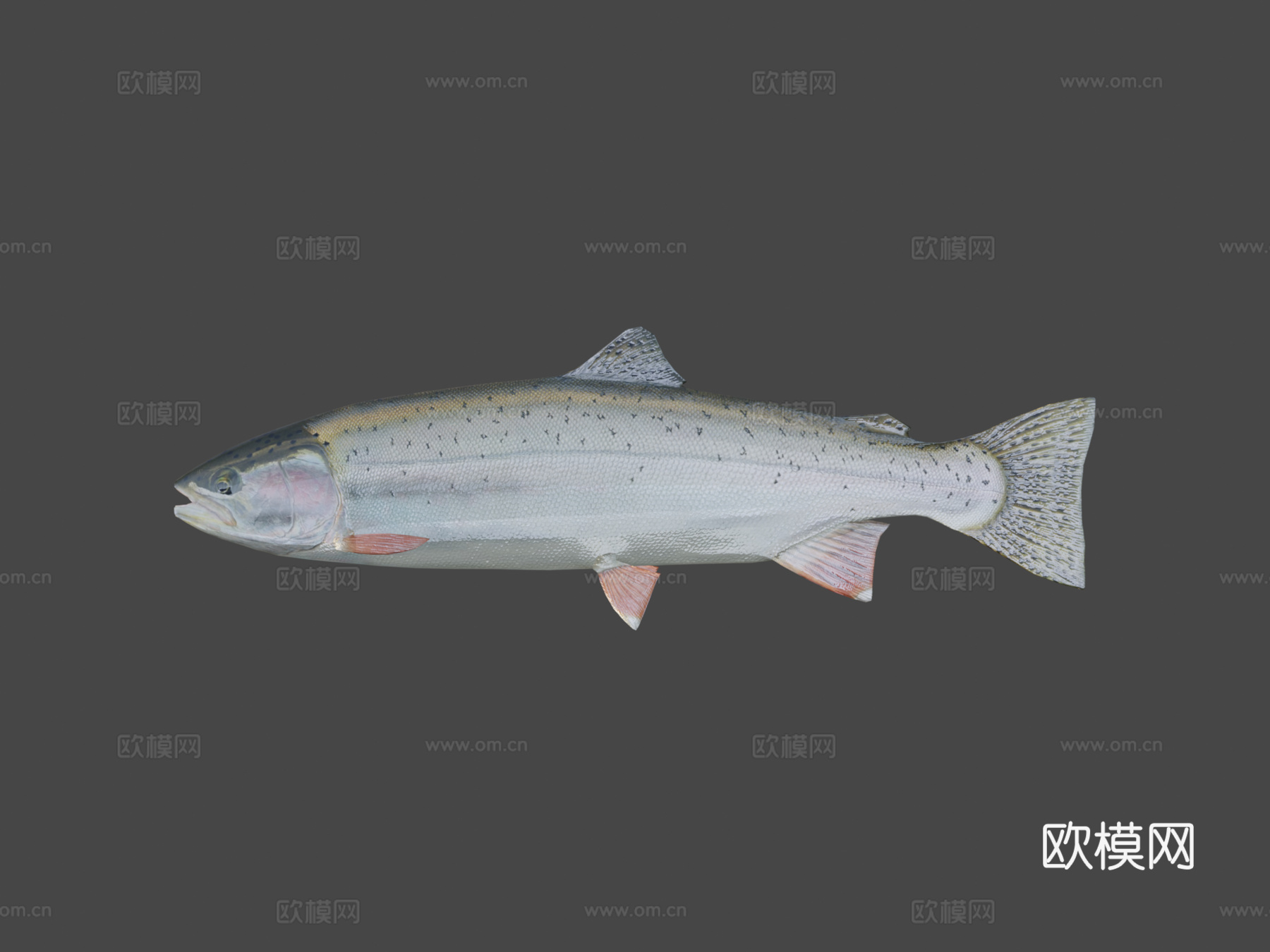 鳟鱼3d模型下载（渲染图7）