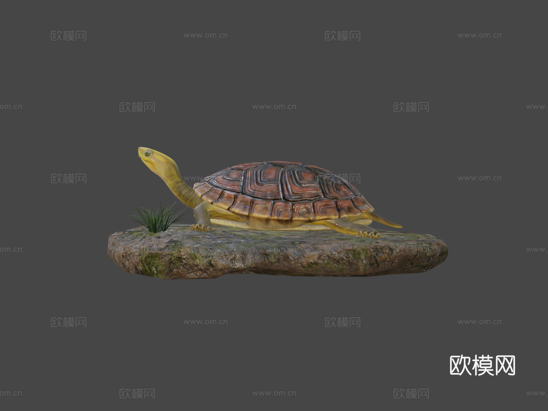 陆龟3d模型下载（渲染图5）