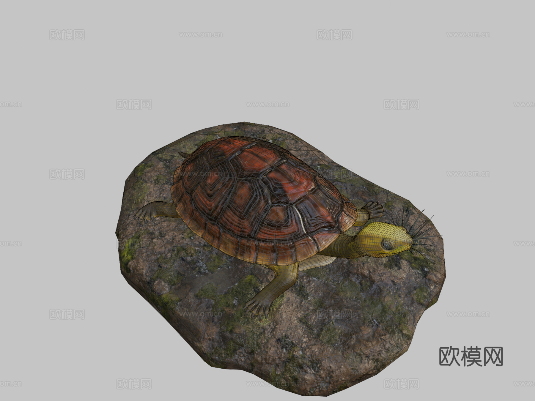陆龟3d模型下载（渲染图2）