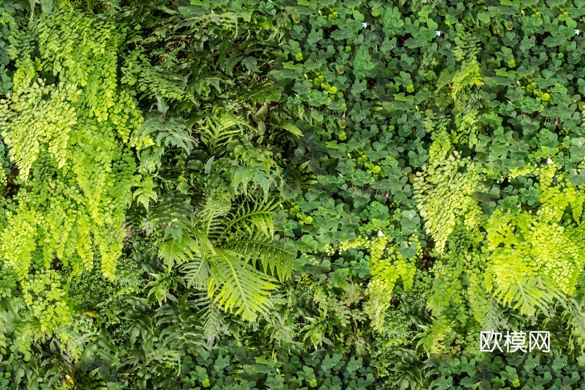 垂直绿植墙，生态绿植墙绿化墙15下载