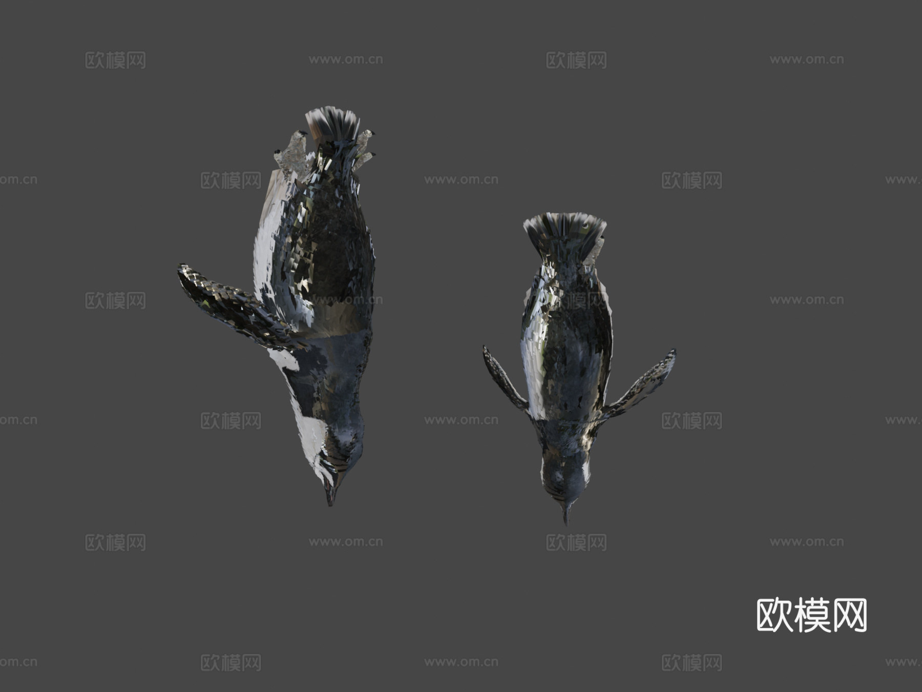 南极企鹅水下3d模型下载（渲染图7）