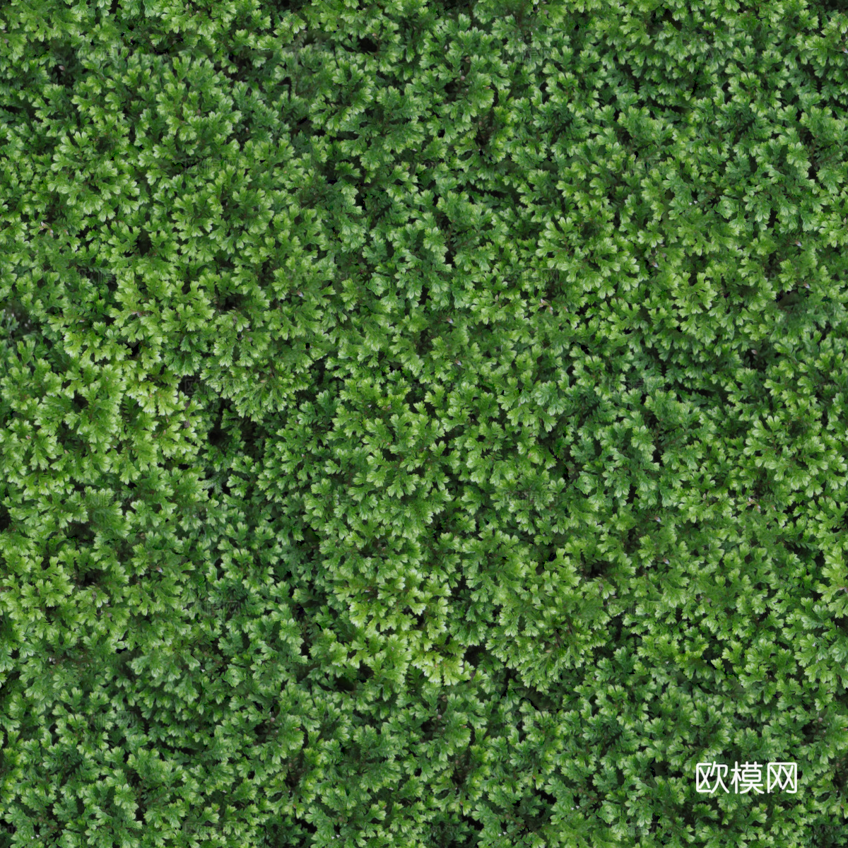 地衣地被苔藓植物17