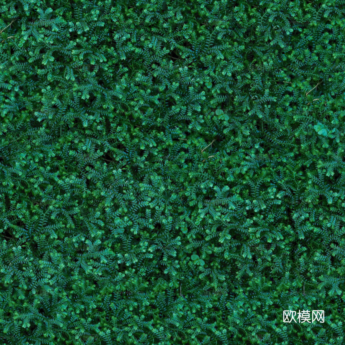 地衣，杂草，野草地67