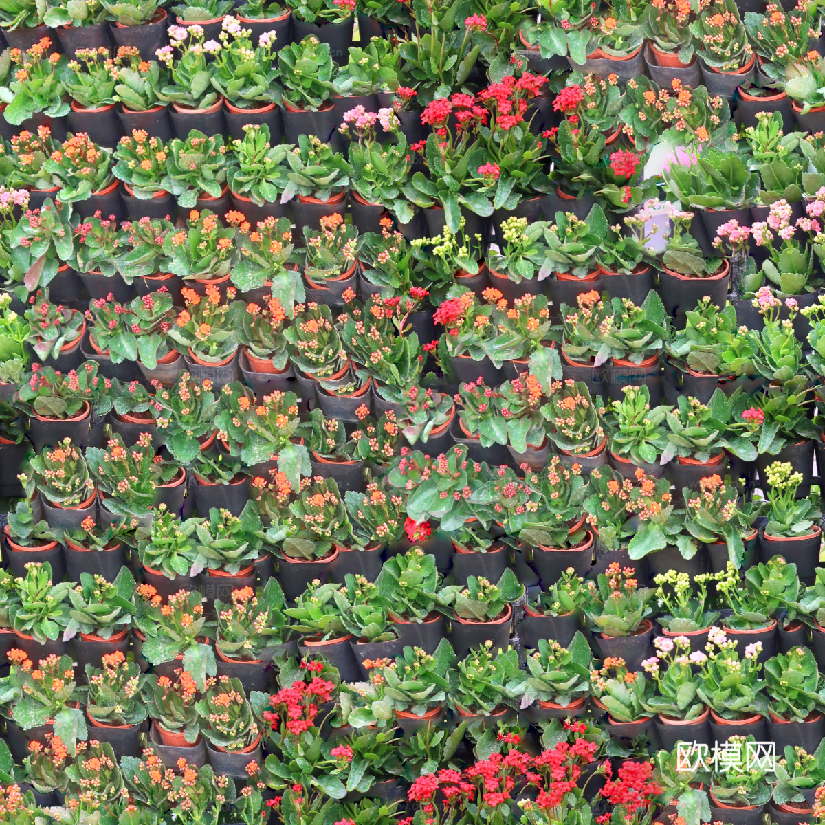 垂直绿植墙，生态绿植墙绿化墙181