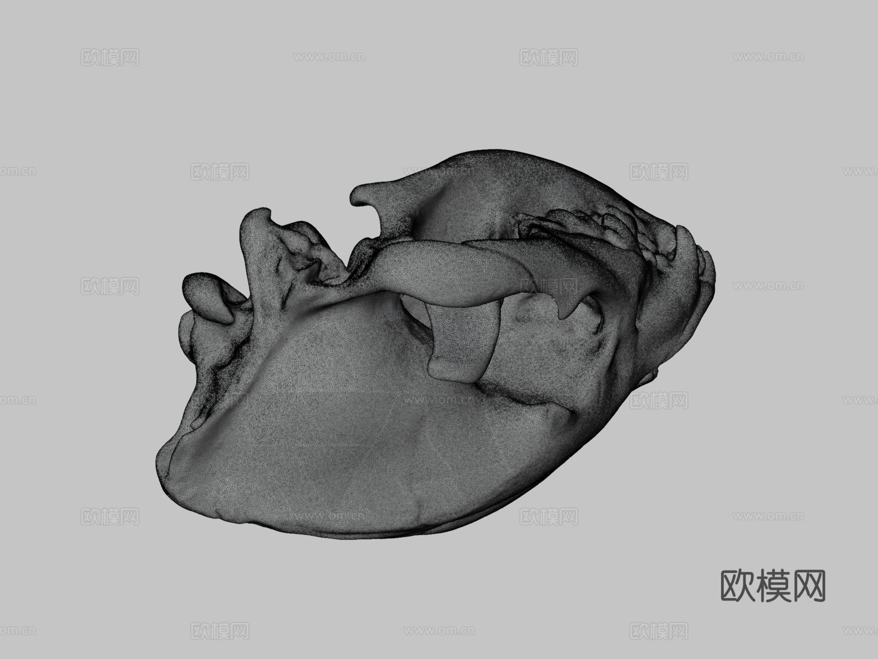 UWYMVMamm5840斑鬣狗头骨3d模型下载（渲染图3）