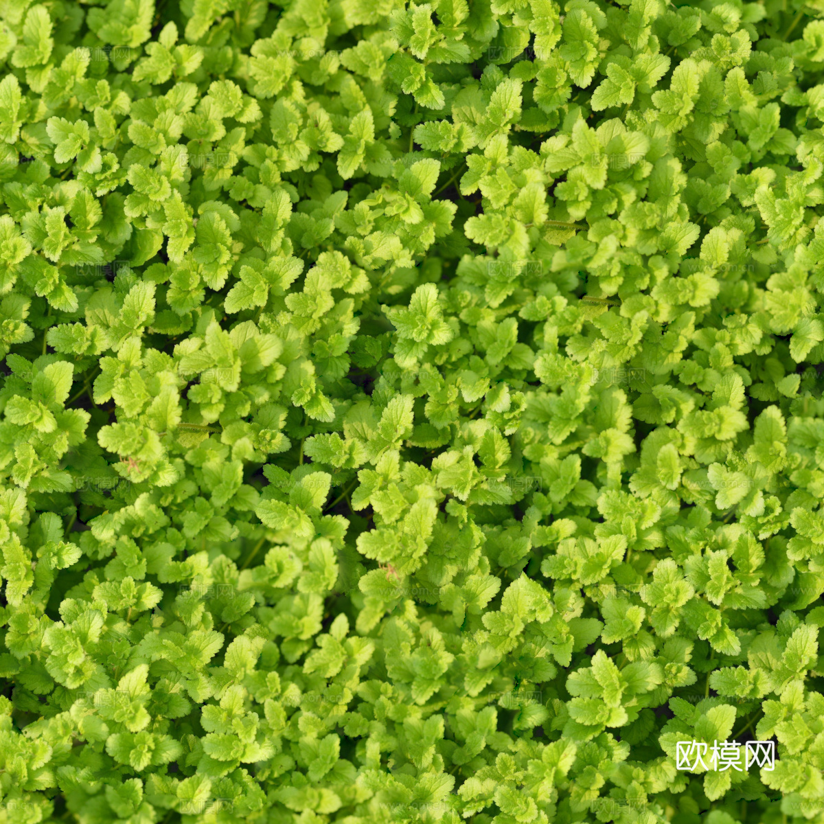 地衣，杂草，野草地4